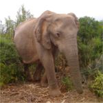 elephant in bush